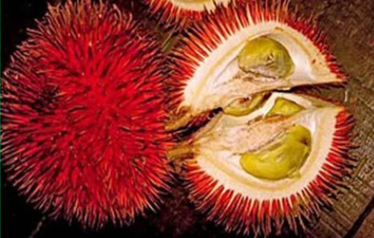 ILUSTRASI. Lahung alias durian hutan asal Kalimantan kaya vitamin dan nutrisi.