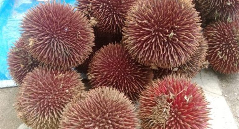 ILUSTRASI. Buah Lahung alias durian hutan yang mulai langka.