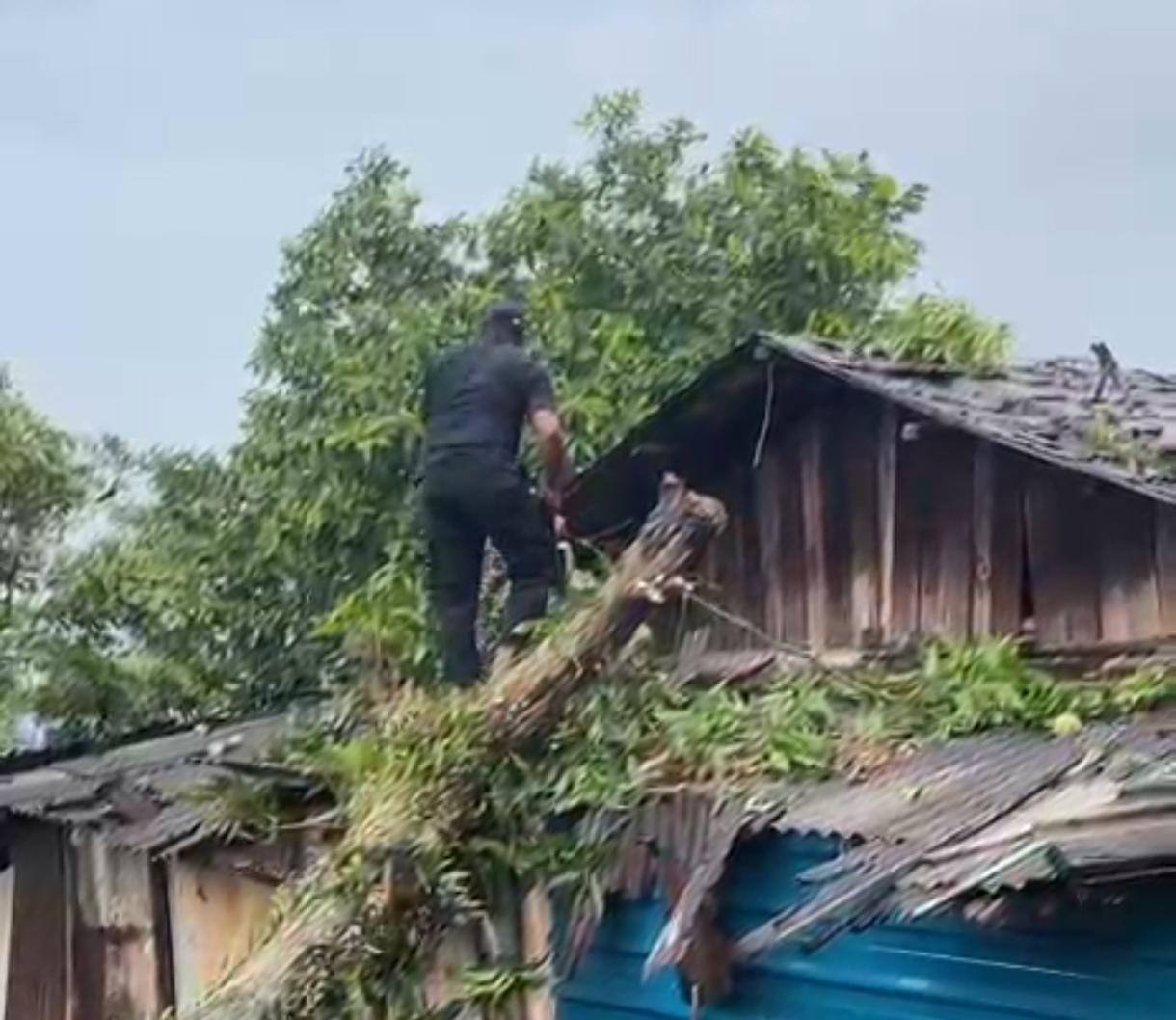 pohon tumbang dan menimpa atap rumah warga Kalan Pantai Indah Tanjungpinang, Senin (11/8).