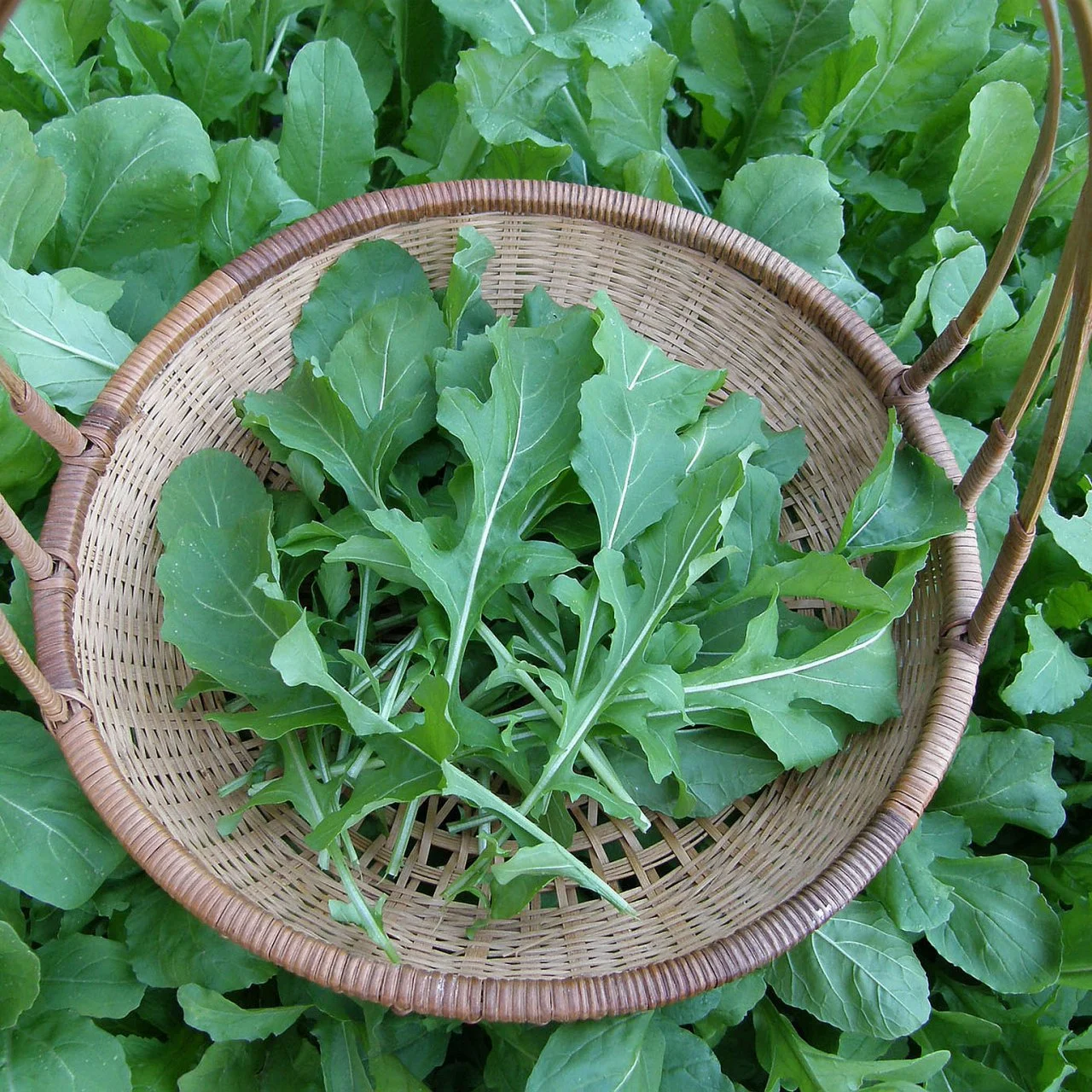 ILUSTRASI bentuk sayur daun Arugula.