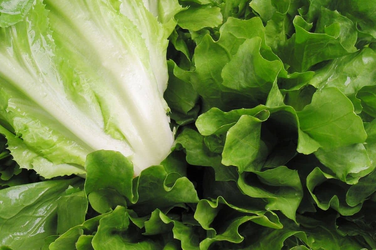 ILUSTRASI sayuran hijau Arugula vs selada.