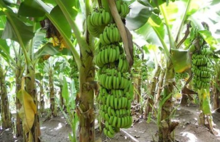 ILUSTRASI. Pohon pisang barangan yang populer di Indonesia.