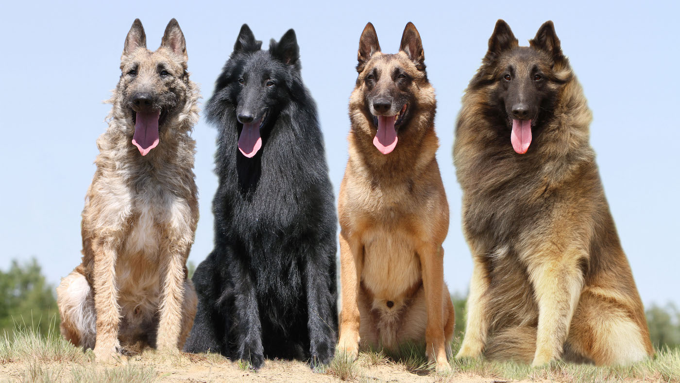 ILUSTRASI empati varietas anjing Jenis Belgian Shepherd
