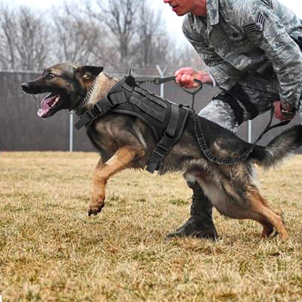 Anjing ras gambada dari Jerman tau German Shepherd saat dilatih menjadi anjing militer di AS.
