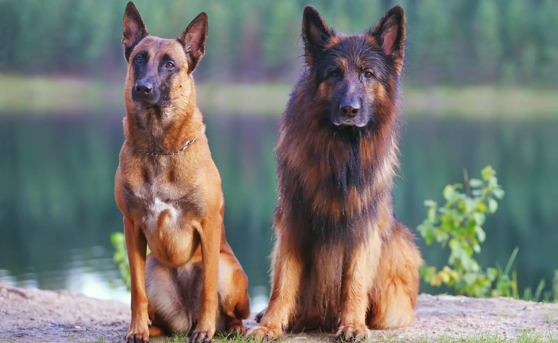 ILUSTRASI anjing ras German Shepherd dan Belgian Shepherd atau Malinois.