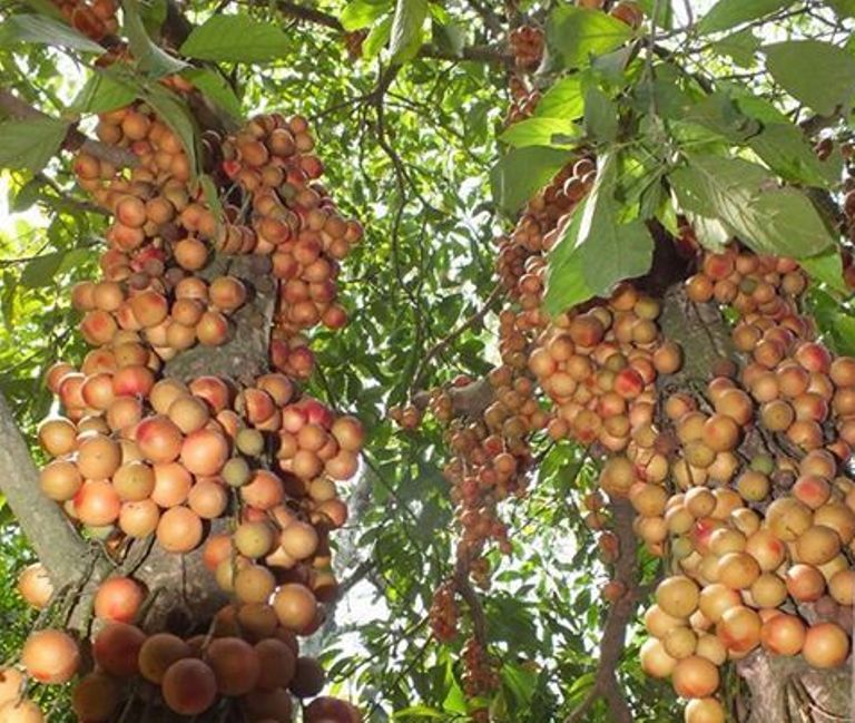 ILUSTRASI. Pohon dan buah kepundung yang banyak menyimpan keunikan.