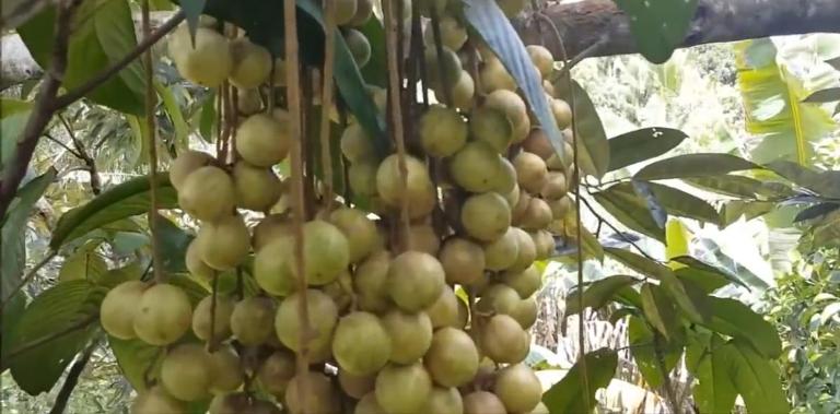 ILUSTRASI. Pohon buah rambai yang mulai langka.