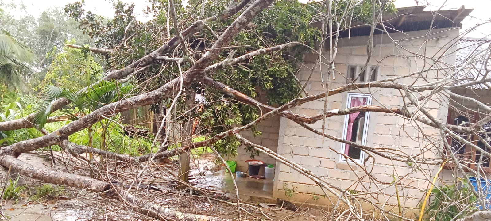 Pohon yang tumbang menimpa rumah warga di di Kampung Jawa RT 003 RW 001, Desa Toapaya, Kecamatan Toapaya pada Senin (1/9/2025) pagi.
