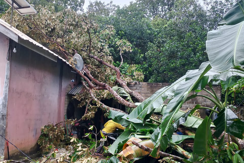 Rumah Sapiah, warga Kayu Ara Hitam, Kelurahan Lubuk Puding Kecamatan Buru, Pulau Buru ditimpa pohon kelapa akibat angin kencang.