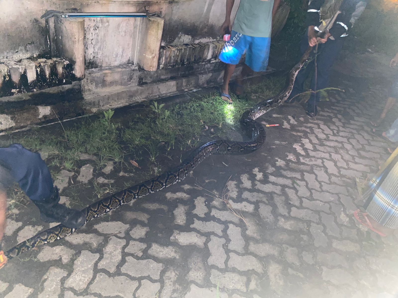 Warga setelah berhasil  menangkap ular sanca sepanjang 5 meter, Kamis (4/9) malam.