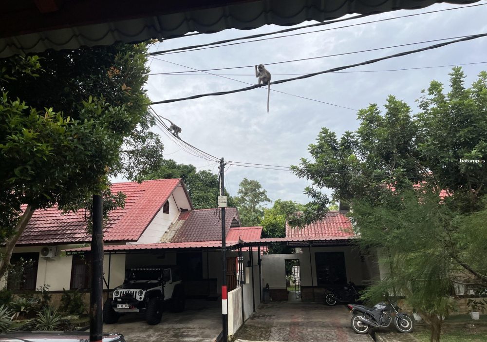 Monyet terlihat berkeliaran di area Komplek Rumah Dinas Polda Kepri, Jumat (12/9).