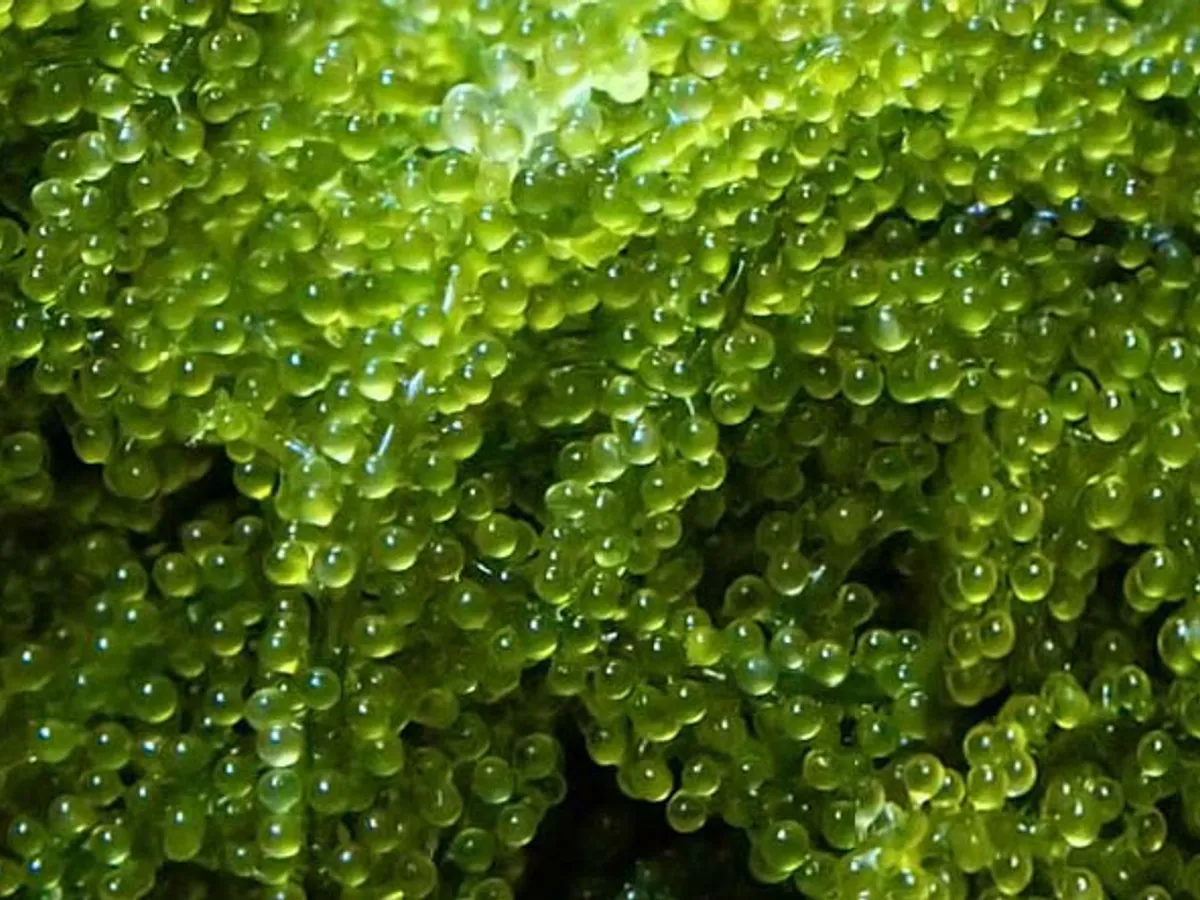ILUSTRASI anggur laut atau green caviar.