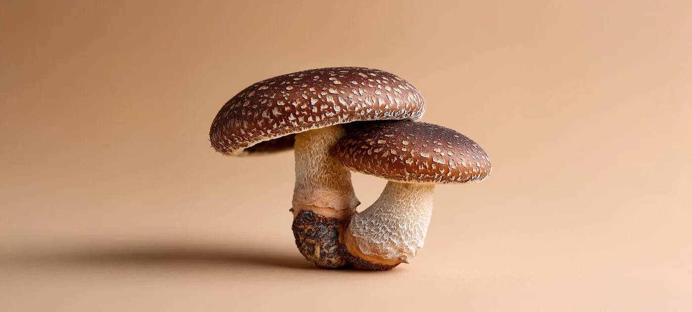 ILUSTRASI jamur shiitake.