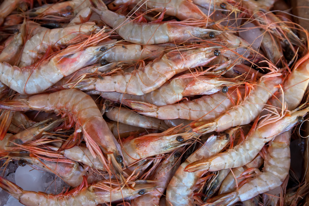Ilustrasi udang