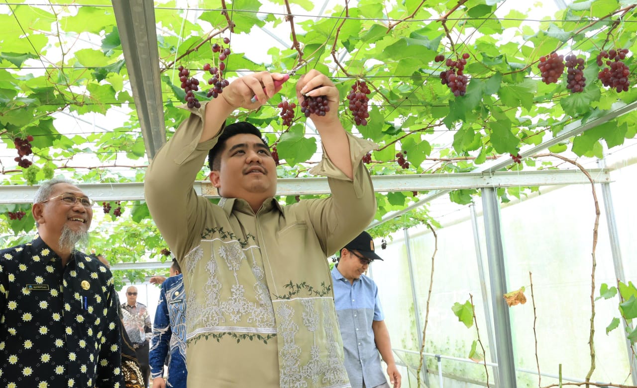 Bupati Bintan, Roby Kurniawan panen perdana buah anggur di Screenhouse Tembeling, Kamis (23/10).