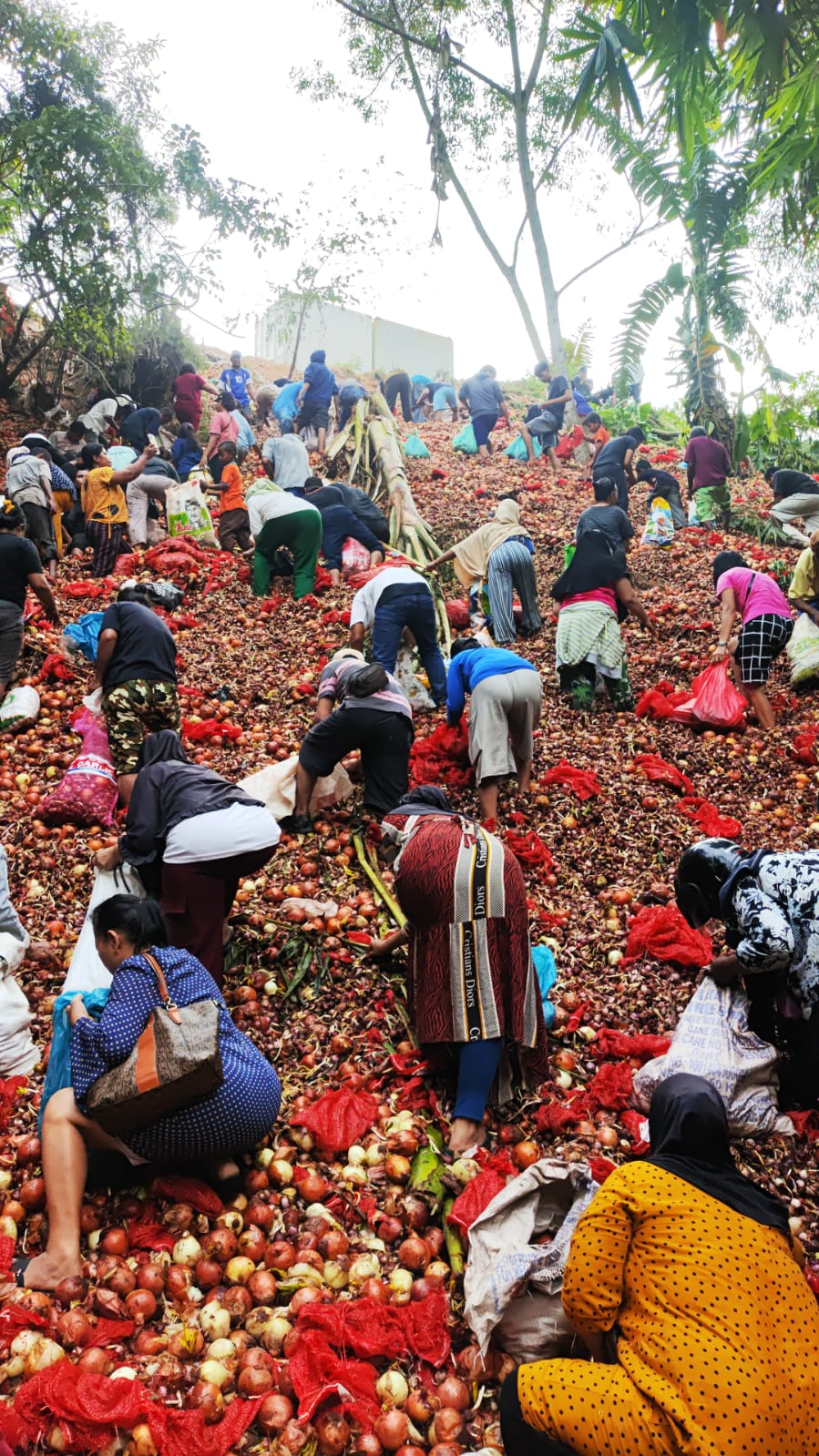 Warga berebut mencara bawang layak konsumsi yang dibuang di daerah Melcem.