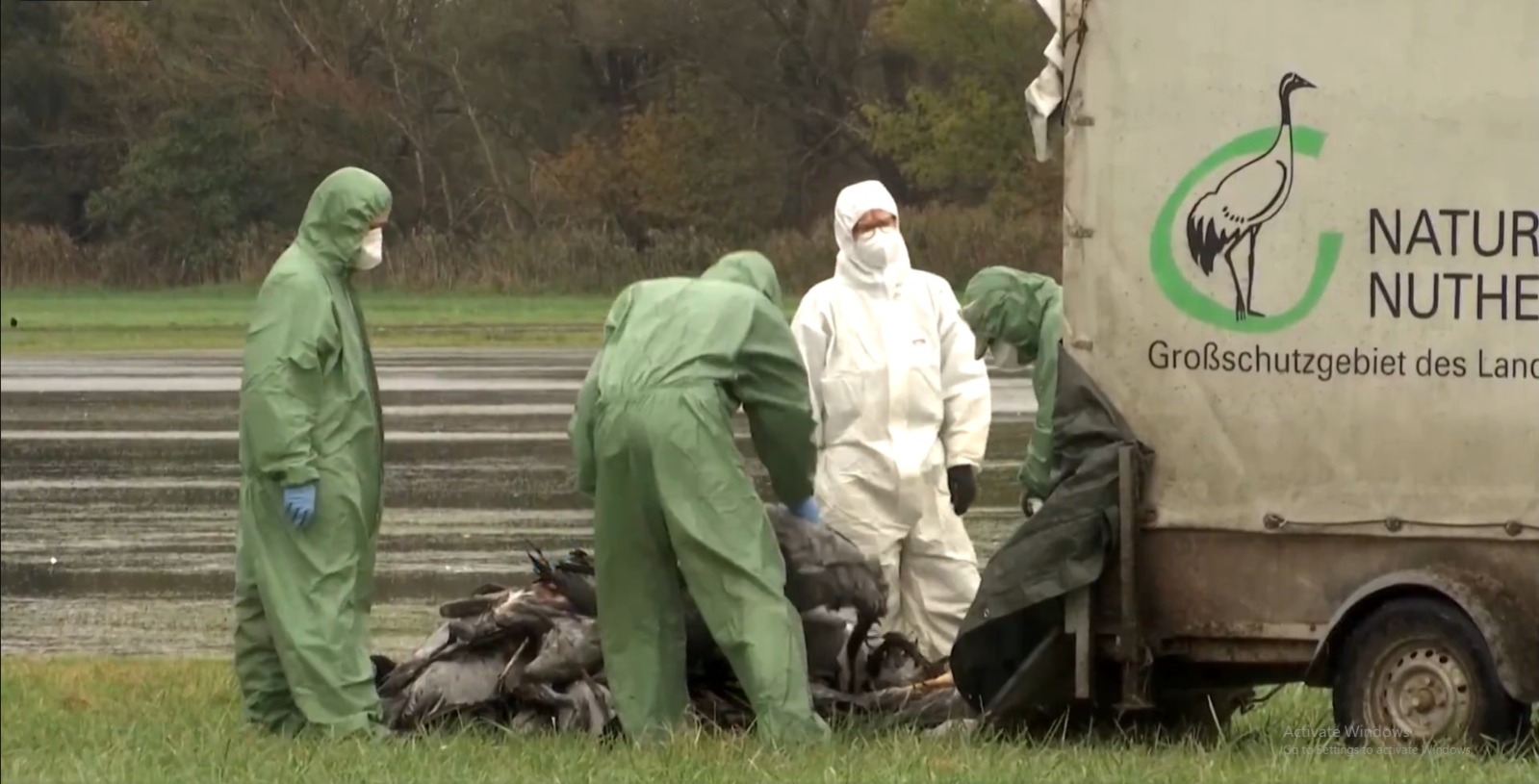 Jerman sedang dilanda virus H5N1 wabah flu burung.