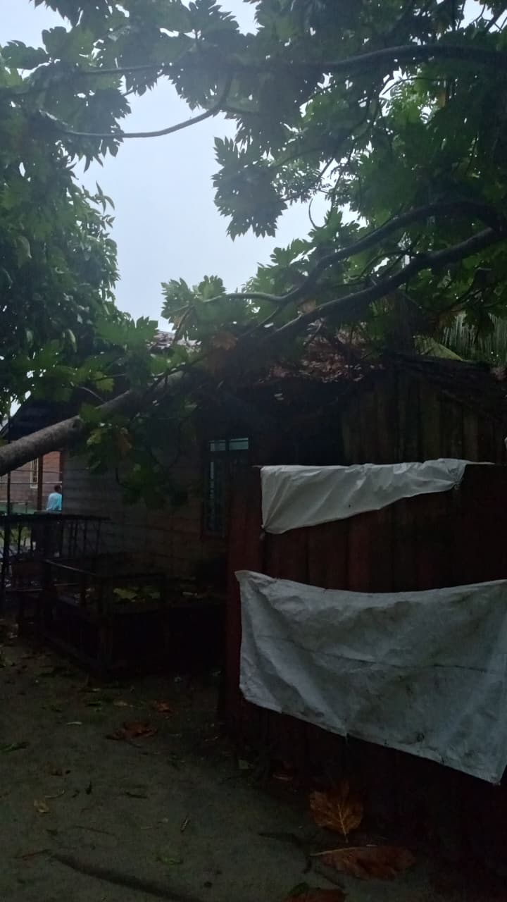 Rumah yang tertimpa pohon