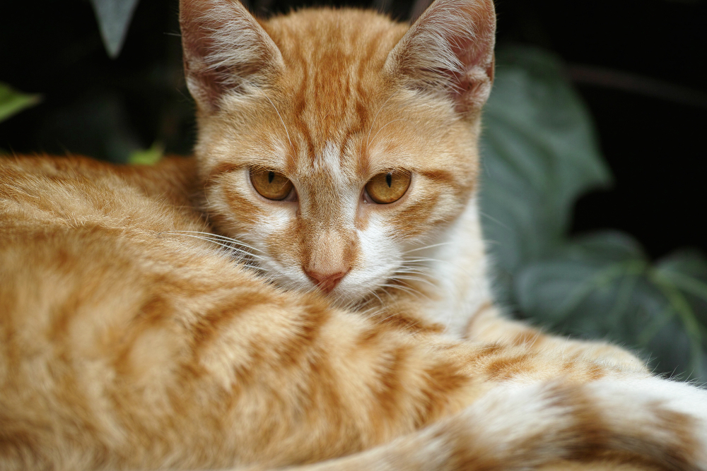 Ilustrasi kucing.