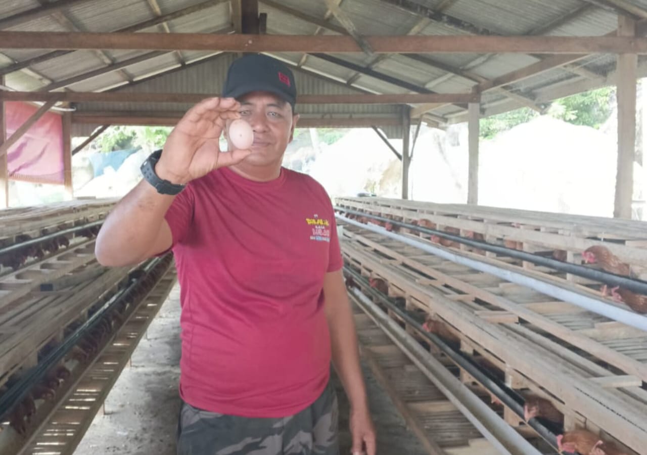 Kepala Desa Lingai, Iskandar saat memanen telur ayam, Selasa, (11/11).