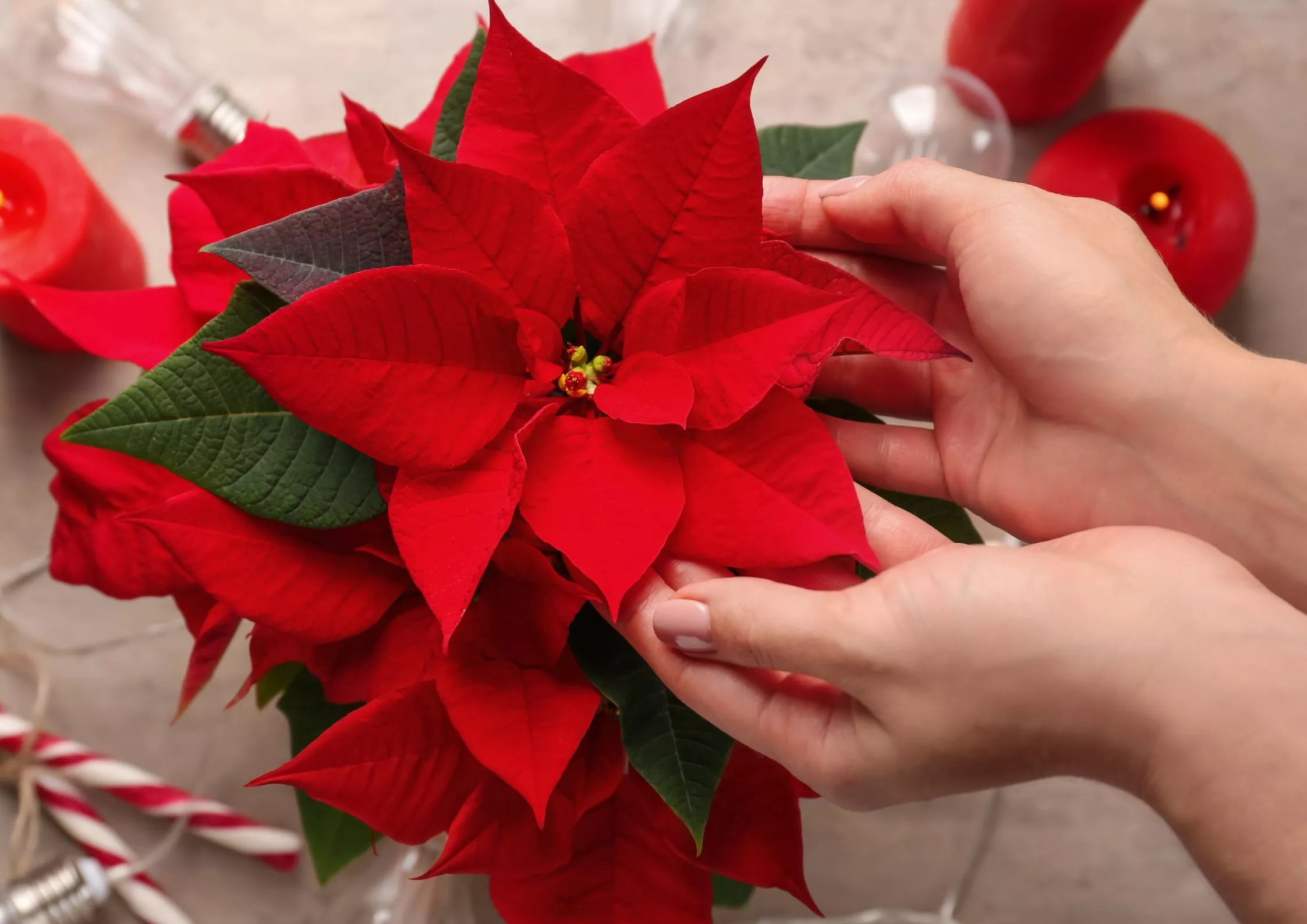 BUNGA Poinsettia atau Kastuba, bunga khas Natal yang penuh Makna.