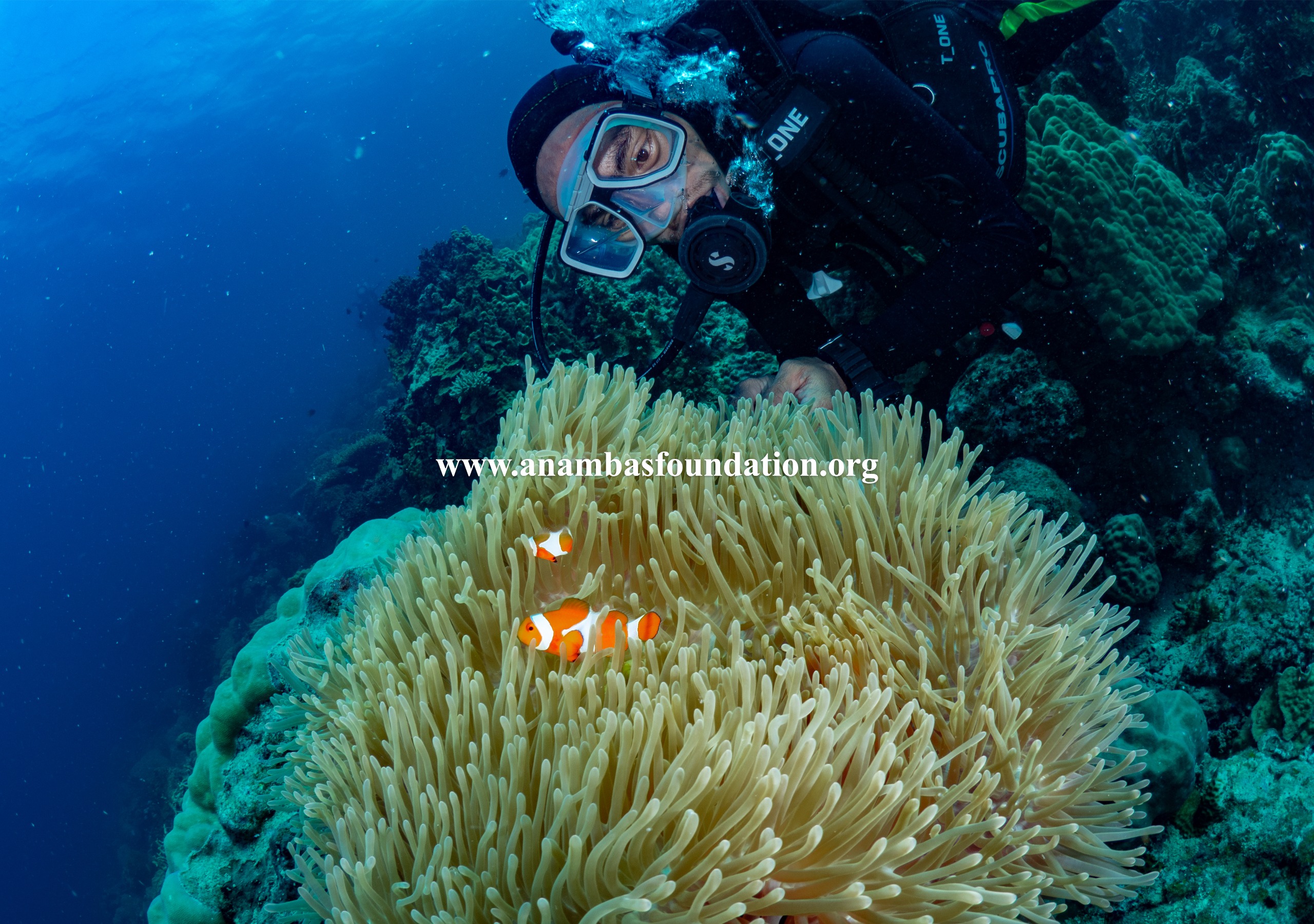 Staf lokal Anambas Foundation melakukan pemantauan terhadap ekosistem terumbu karang.