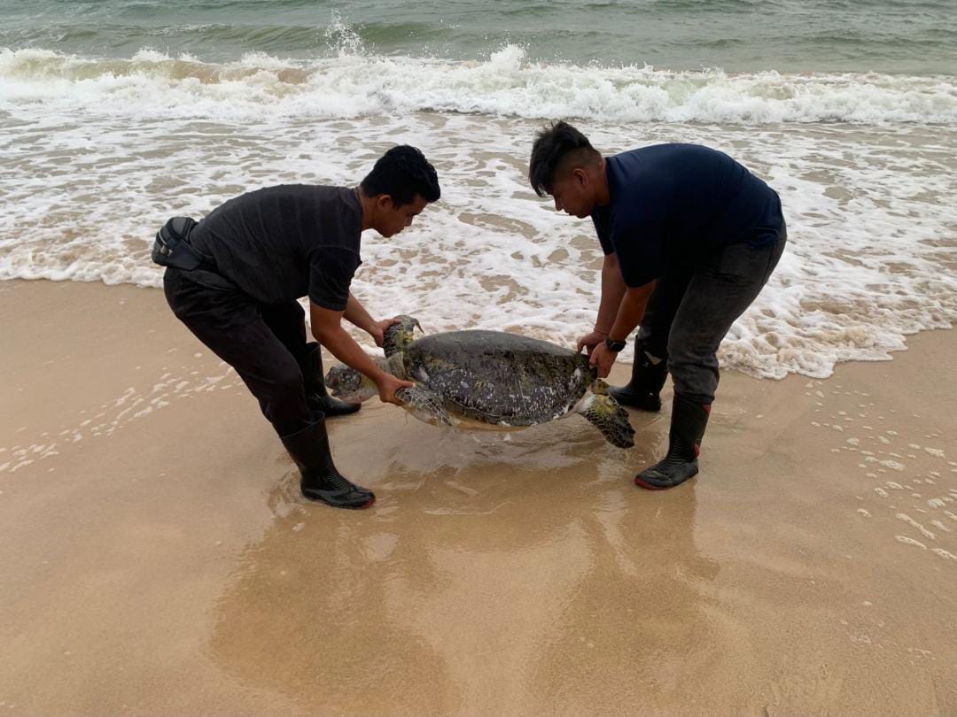 Penyu sisik ditemukan mati terdampar di kawasan Pantai Bintan Lagoon Resort, Selasa (30/12). F. Kiriman Robby untuk Batam Pos