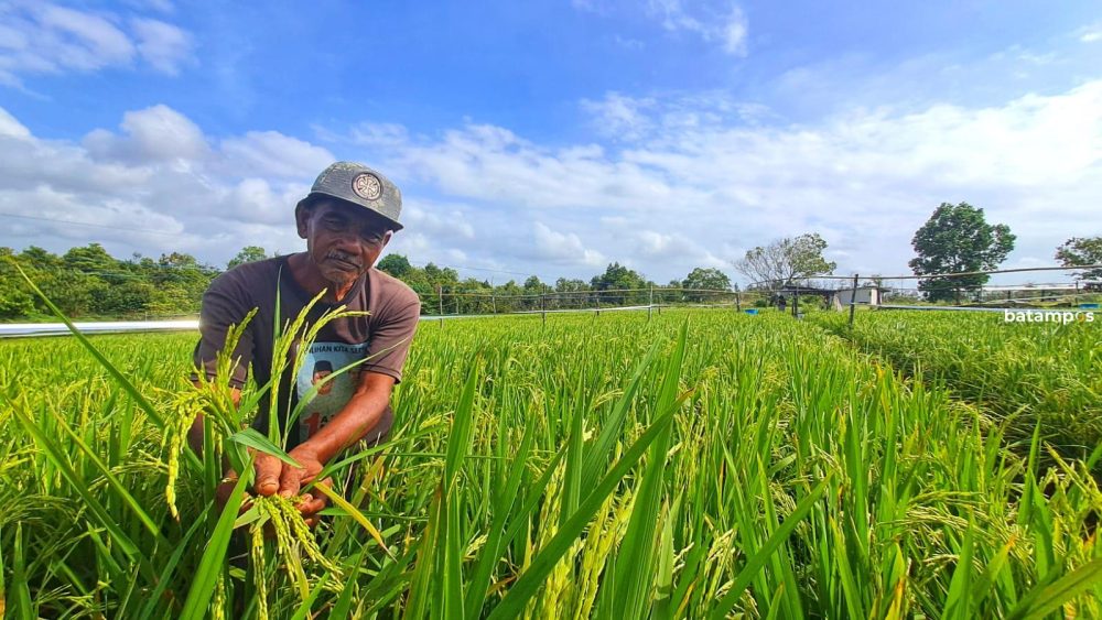 Petani Kampung Sungai Jeram, Manun menunjukkan tanaman padi yang ditanamnya di lahan seluas 1 hektare. F. Slamet Nofasusanto/Batam Pos
