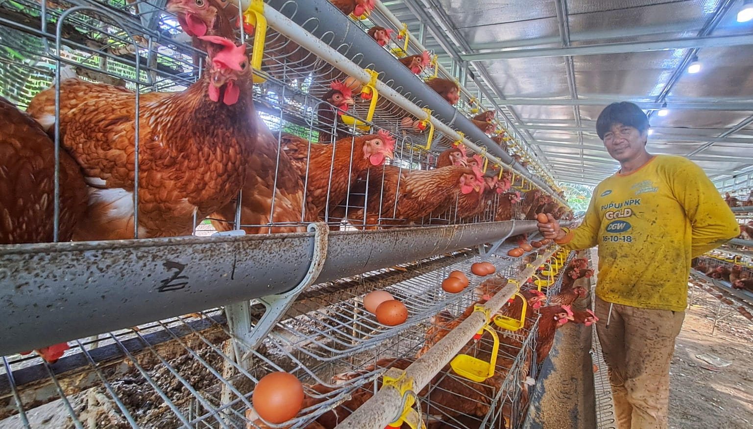 PETERNAK ayam petelur, Erdis Suhendri menunjukkan telur dari kandangnya di Desa Kuala Sempang, Kecamatan Seri Kuala Lobam, Senin (12/1/2026) sore. F.Slamet Nofasusanto/Batam Pos.