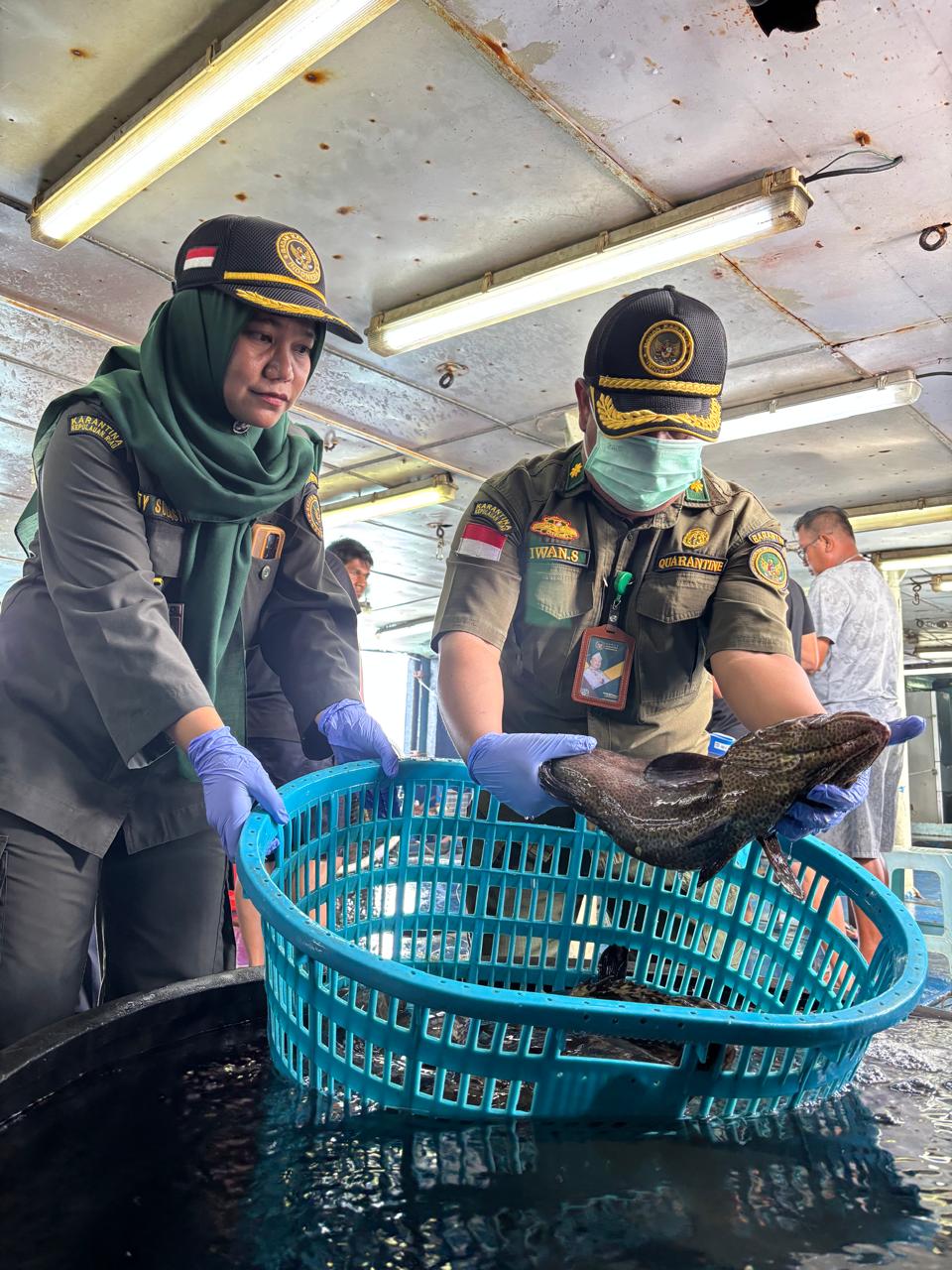 BADAN Karantina Indonesia memanen ikan kerapu yang akan diekspor ke Hong Kong. F Barantin untuk Batam Pos