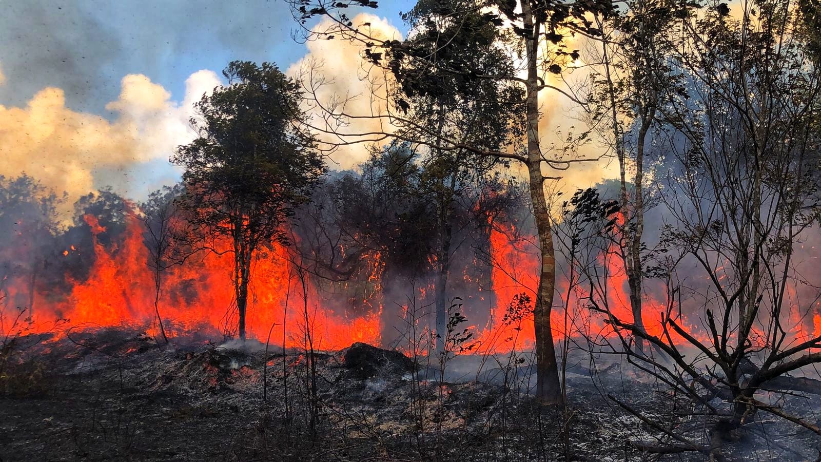 KEBAKARAN lahan yang terjadi di wilayah Teluk Sebong, pada Minggu (1/2/2026). Polisi sebut akan menindak tegas pelaku pembakaran lahan. F.Damkar Tanjunguban untuk Batam Pos.