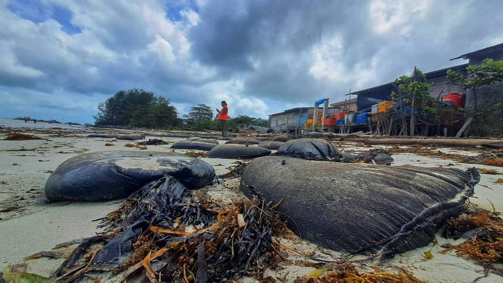 Salah satu karung telah rusak dan mengeluarkan cairan warna hitam di Pantai Trikora, Desa Malang Rapat, Kecamatan Gunung Kijang, Bintan, Senin (2/2/2026) siang. F.Slamet Nofasusanto/Batam Pos.