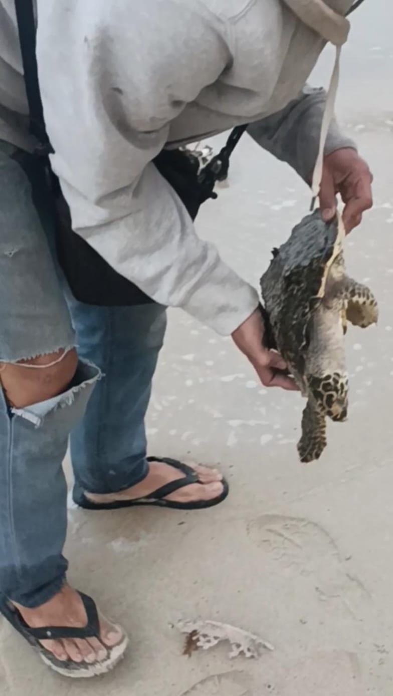WARGA menemukan penyu sisik mati terdampar di Pantai Senggiling, Desa Sebong Lagoi, Kecamatan Teluk Sebong, pada Minggu (1/2/2026) sore. F.Robby untuk Batam Pos