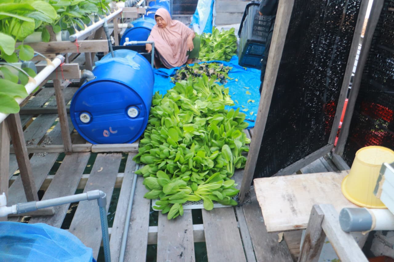 SEORANG sedang memanen sayur dari Taman Hidroponik Desa Piasan. Sayur ini dikonsumsi bahkan dijual untuk mendongkrak perekonomian. F Ihsan Imaduddin/Batam Pos