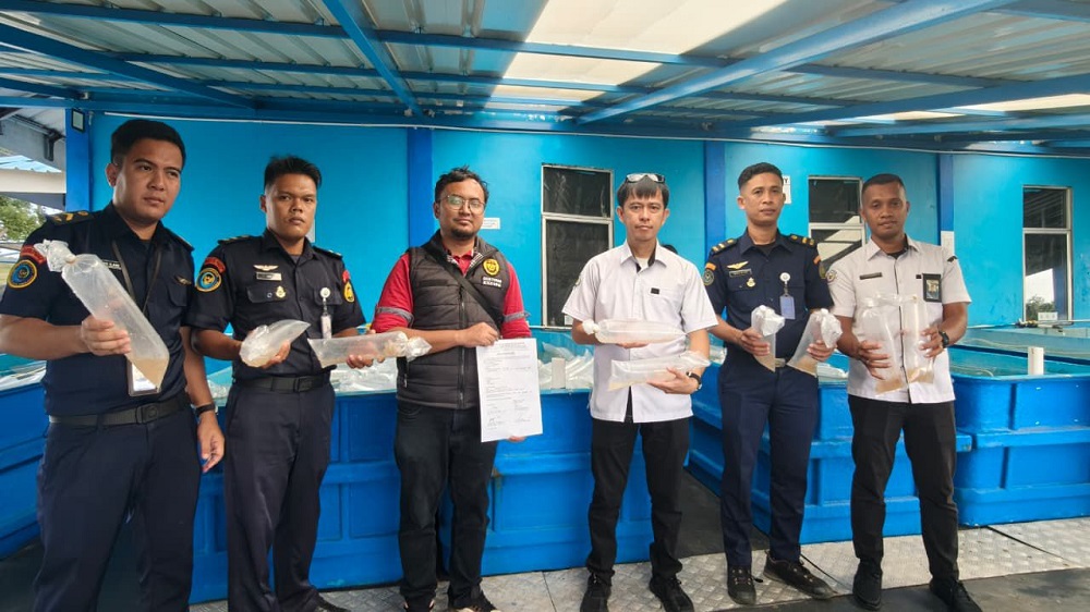 Bea Cukai Batam menggagalkan penyelundupan benih bening lobster (BBL) di perairan sekitar Pulau Lingga, Kepulauan Riau. F. Humas BC Batam untuk Batam Pos