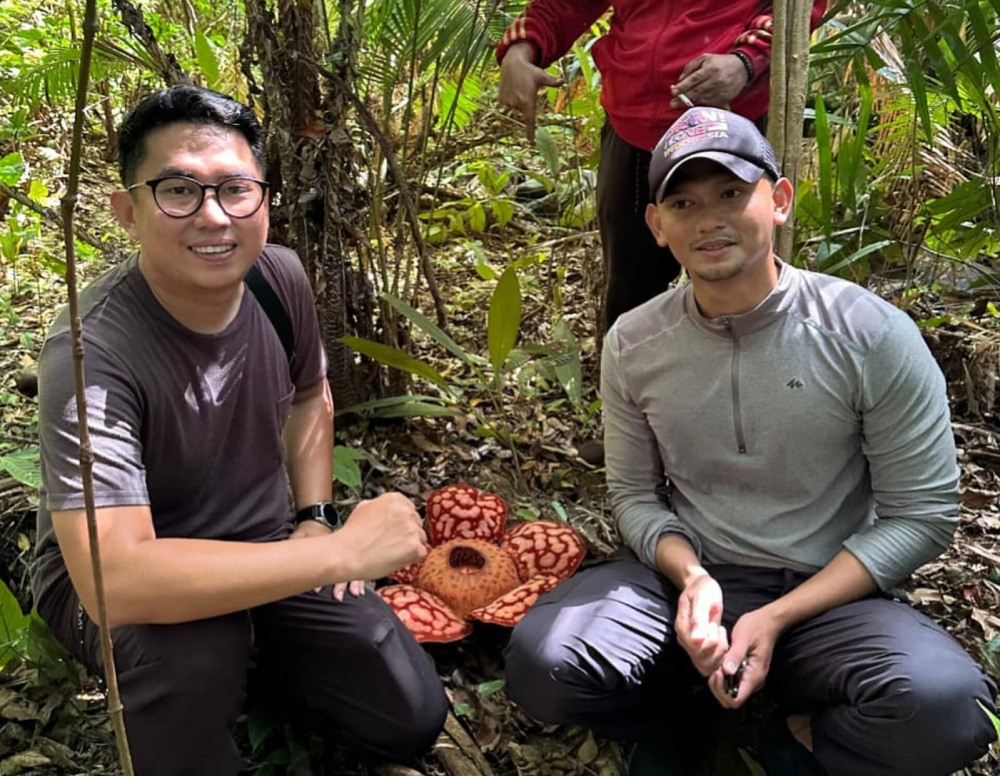 Pengunjung melihat Raflesia Hasselti di Bukit Tabir, Desa Tarempa Selatan. Polhut lakukan pengawasan ketat sejak ramainya masyarakat yang ingin melihat. F. Ihsan Imaduddin/Batam Pos