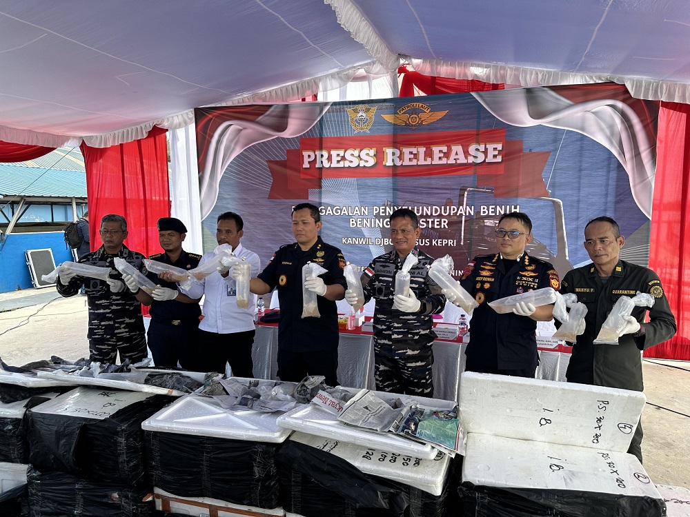 Benih baby lobster (BBL) senilai Rp11 miliar hasil tangkapan DJBC Kepri diserahkan ke Balai Perikanan Budi Daya Laut (BPBDL) Batam, Rabu (4/2) lalu. F. Yofi Yuhendri/Batam Pos