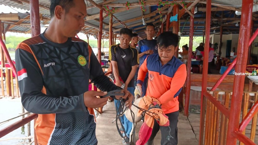 Petugas BPBD Bintan mengevakuasi seekor buaya yang muncul dari kawasan bakau dekat rumah makan apung di Desa Penaga, Teluk Bintan, Kamis (12/2). F. BPBD Bintan untuk Batam Pos.