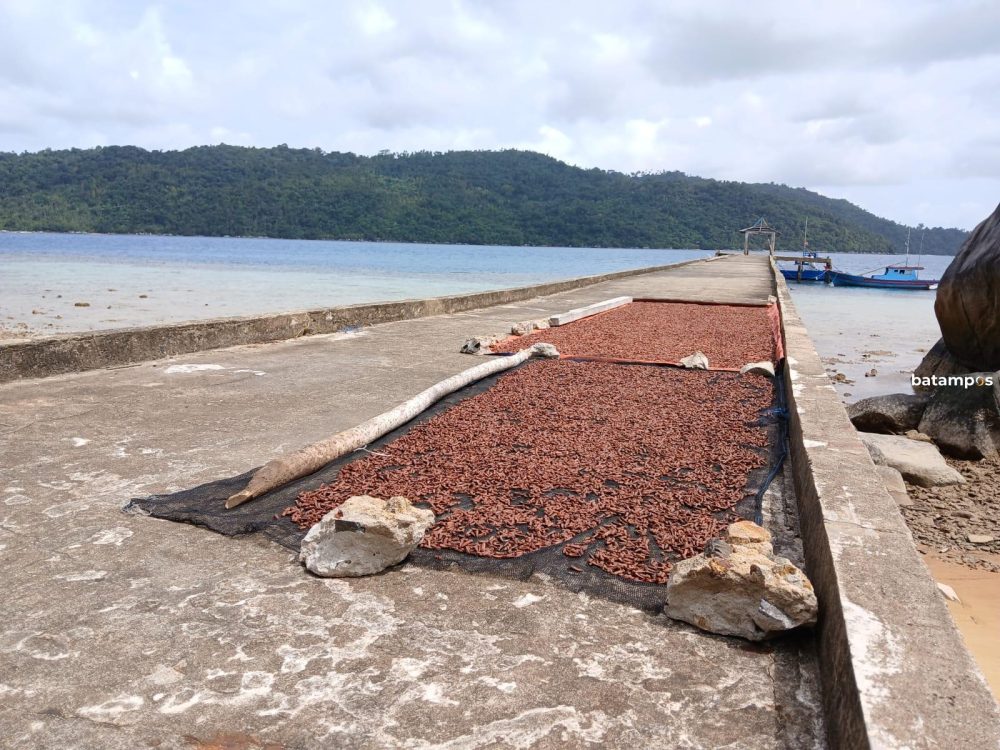 Cengkih yang sedang dijemur oleh petani setempat di Desa Piasan, Kabupaten Anambas. Di Anambas, Cengkeh menjadi komoditas unggulan. F. Ihsan Imaduddin/Batam Pos.