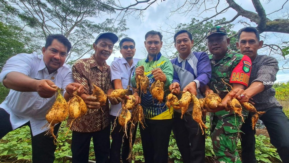 Panen perdana 2 ton keledek madu di lahan Kampung Banjar Lama, Desa Gunung Kijang, Kecamatan Gunung Kijang, Bintan, Rabu (18/2). F. Slamet Nofasusanto/Batam Pos