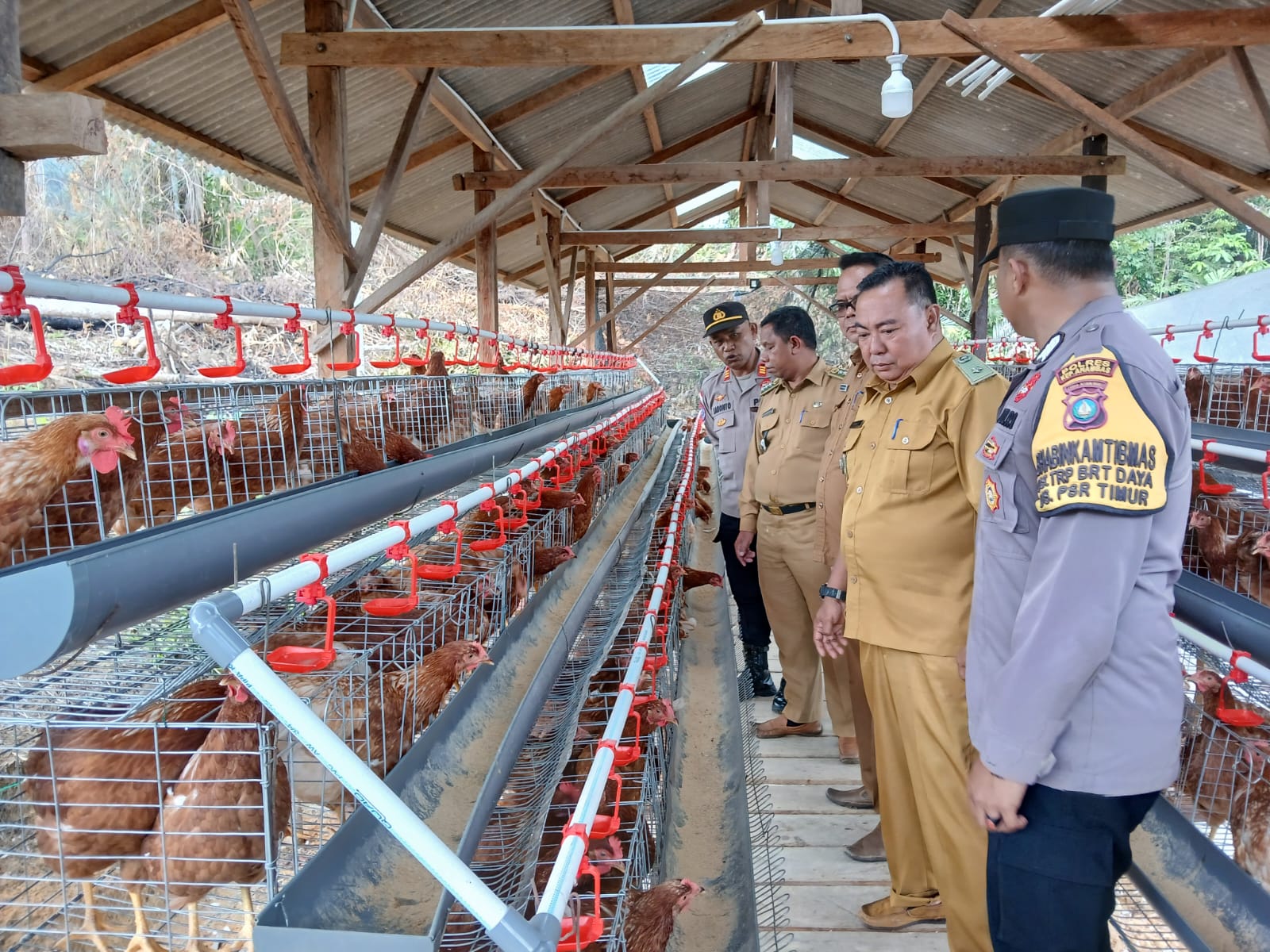 Kandang peternakan Ayam Petelur milik BUMDes Desa Pesisir Timur. Kini sejumlah desa mencoba peternakan ayan telur dipicu sering langkanya telur. F Ihsan Imaduddin/Batam Pos