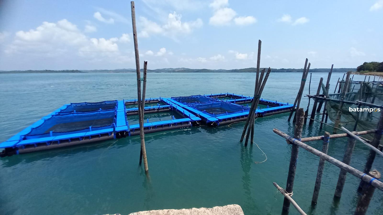 Komoditas udang vaname masih menjadi tulang punggung ekspor, khususnya ke pasar Singapura.