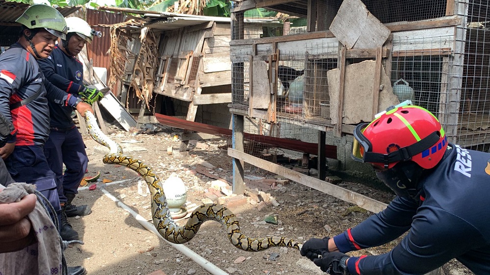 Petugas Damkar menangkap ular piton setelah memangsa ayam milik warga di Jalan Eka Bhakti, Kampung Baru, Tanjunguban Utara, Bintan Utara, Jumat (6/3/2026) pagi. F. Damkar Tanjunguban untuk Batam Pos