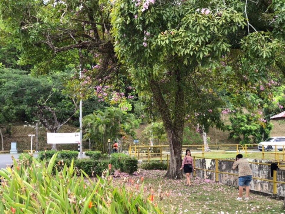 Seorang pengunjung mengabadikan momen dengan di bawah pohon tabebuya yang sedang bermekaran di kawasan Batamindo, Mukakuning, Kamis (12/3). Foto M. Sya&rsquo;ban / Batam Pos