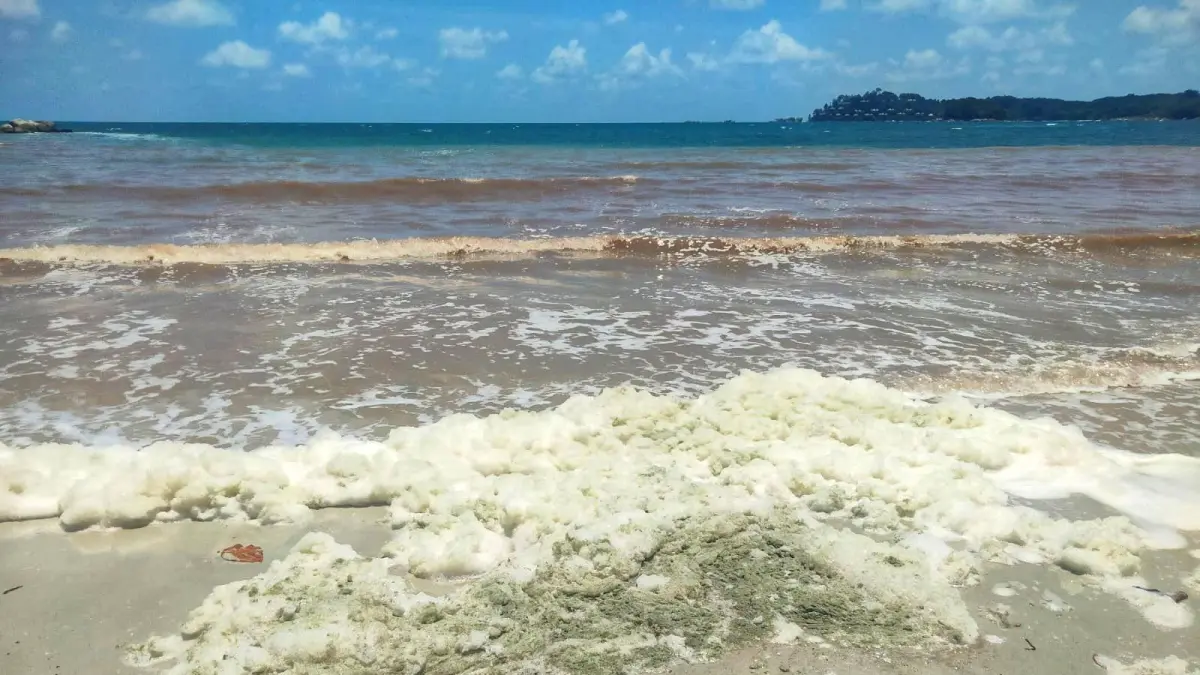 HAMPARAN zat warna hijau dan berbuih memenuhi pesisir pantai di Lagoi. F. Pangkalan PLP Tanjunguban untuk Batam Pos