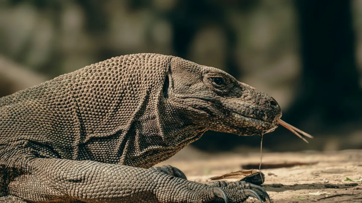 Ilustrasi komodo.