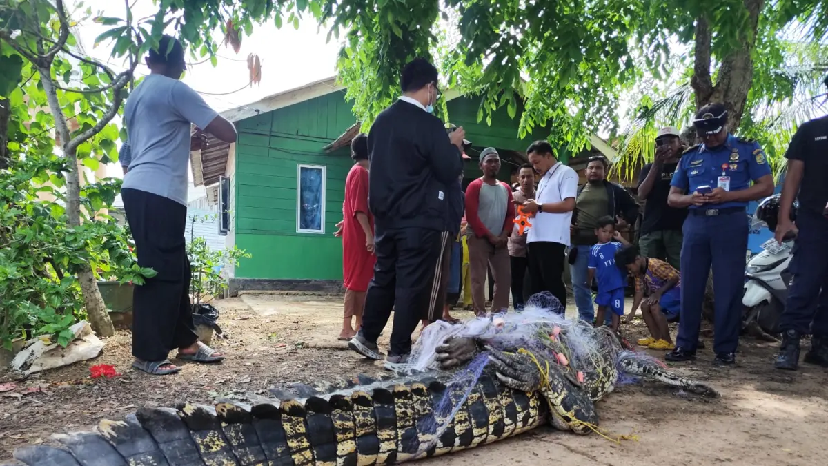 Para warga saat menyaksikan buaya sepanjang 4 meter yang dievakuasi nelayan usai terperangkap di jaring ikan di Tanjungpinang, Selasa (14/4/2026). F. Mohamad Ismail/Batam Pos