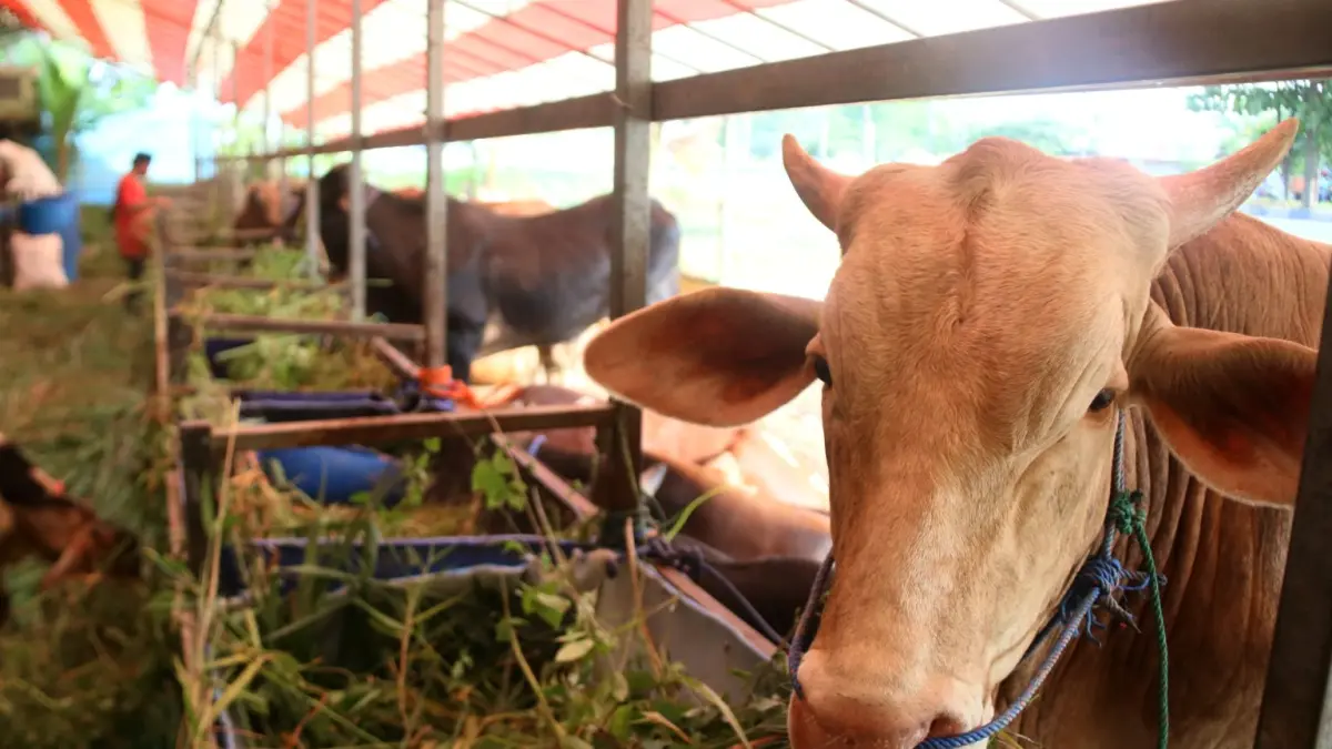 Jelang hari Raya Idul Adha penjual hewan kurban mulai bermunculan menawarkan hewan kurban, baik sapi maupun kambing, salah satu penjual hewan kurban di kawasan Simpang Seraya. Foto. Cecep Mulyana/Batam Pos