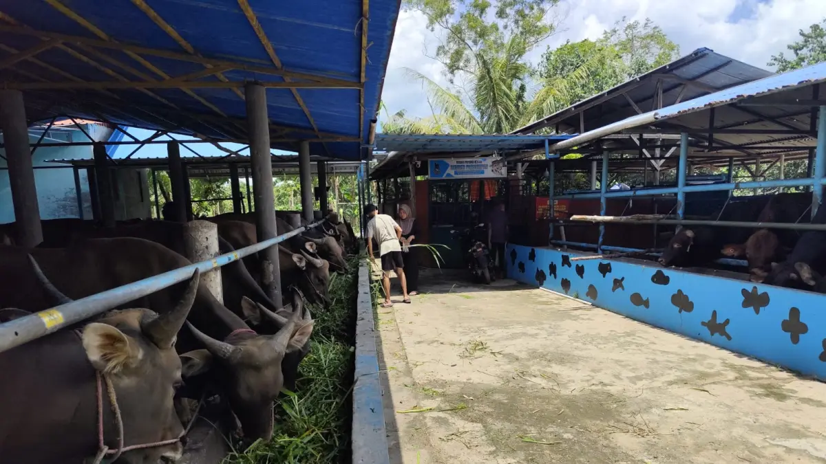 SAPI kurban di kandang peternak di Tanjungpinang mukai diboking pembeli jelang Idul Adha, Rabu (29/4). F. Mohamad Ismail/Batam Pos