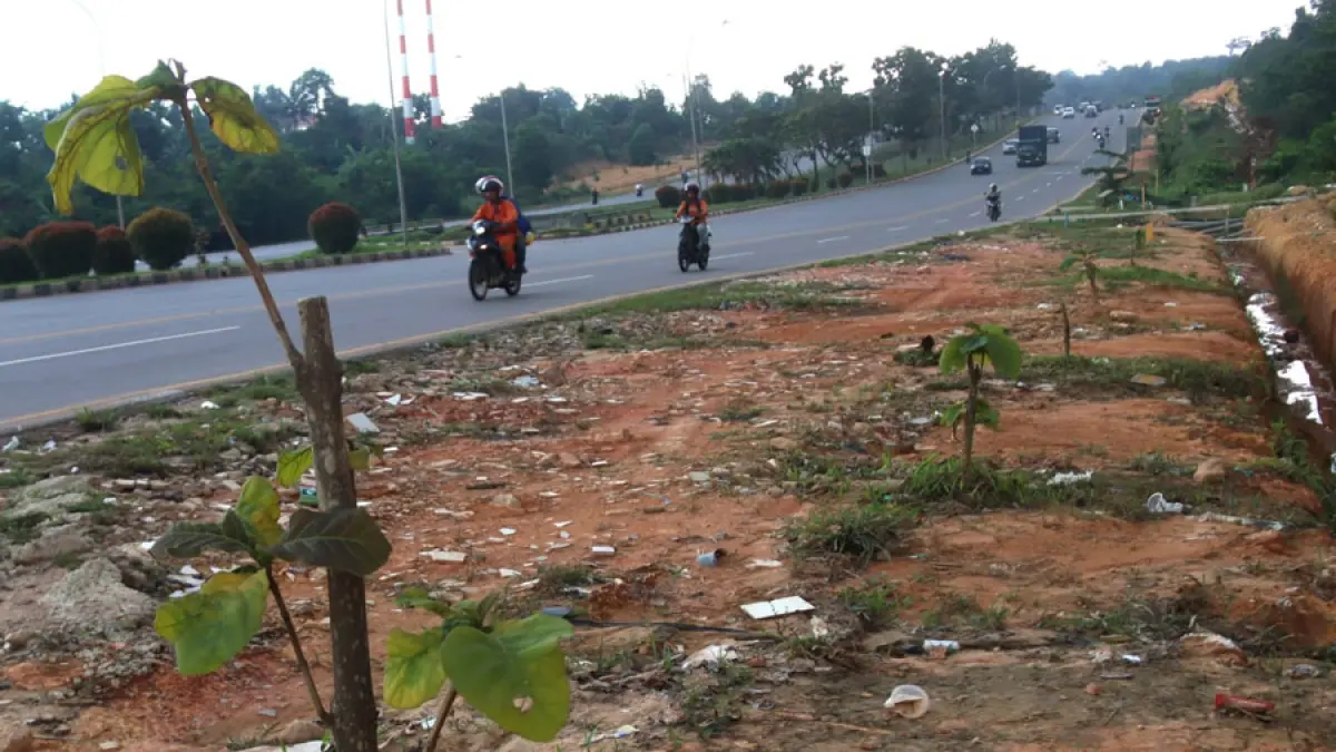Sejumlah batang pohon jati emas di sepanjang Jalan Jenderal Sudirman, menuju Bandara Internasional Hang Nadim, terlihat rusak setelah dipotong oleh pihak tak dikenal. Aksi ini menjadi sorotan karena merusak program penghijauan Batam Green 2022 yang didukung dana CSR. / F. Cecep Mulayana / Batam Pos
